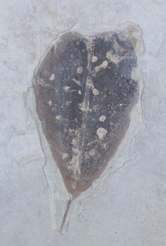 Unusual Leguminosites Fossil Leaf #3454